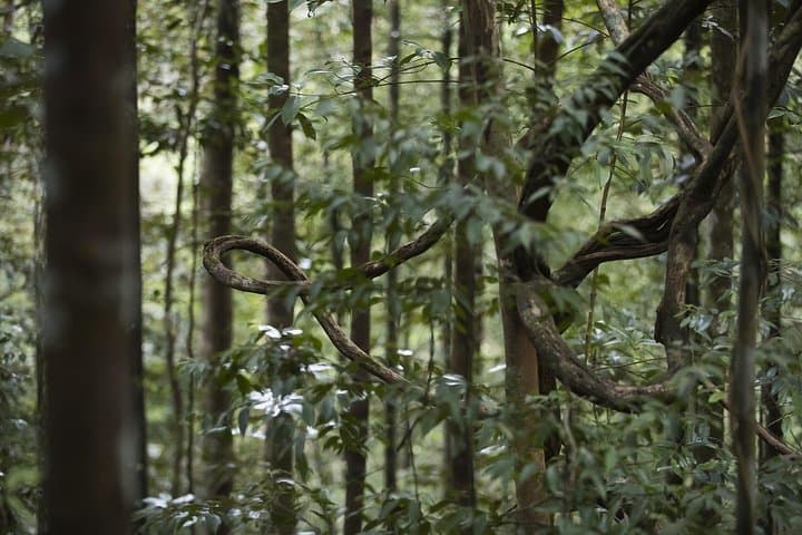 Sinharaja Rainforest Bird-Watching Tour — 2–4 hr Guided Trek for Endemics photo 3