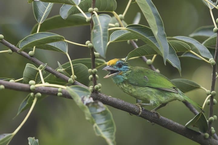 Sinharaja Rainforest Half-Day Discovery Tour: Wildlife, Trails & Practical Tips photo 6