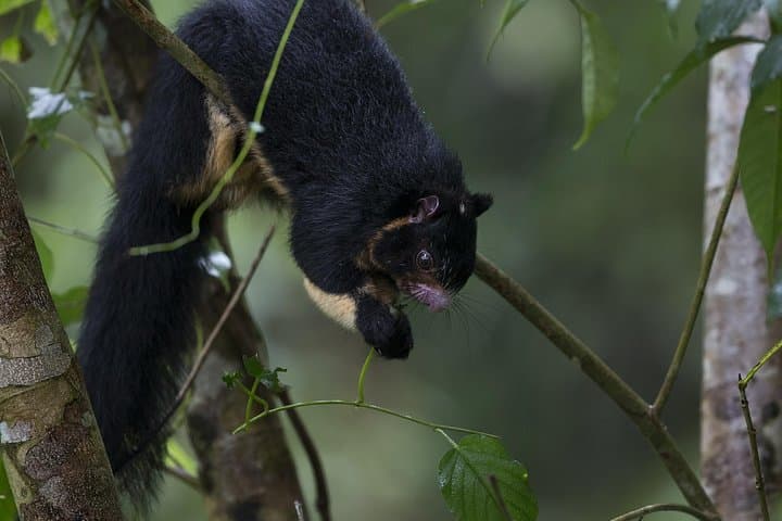 Sinharaja Rainforest Bird-Watching Tour — 2–4 hr Guided Trek for Endemics photo 6