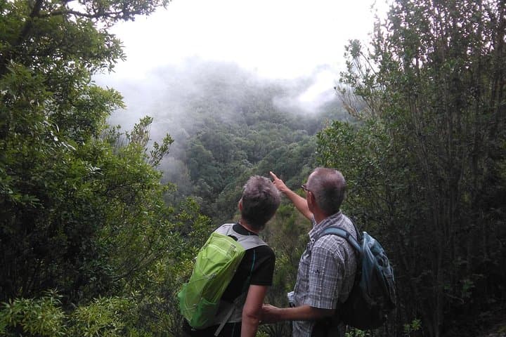 Magic Forest Hike in Tenerife: Guided Laurisilva Walk in Teno Rural Park photo 3