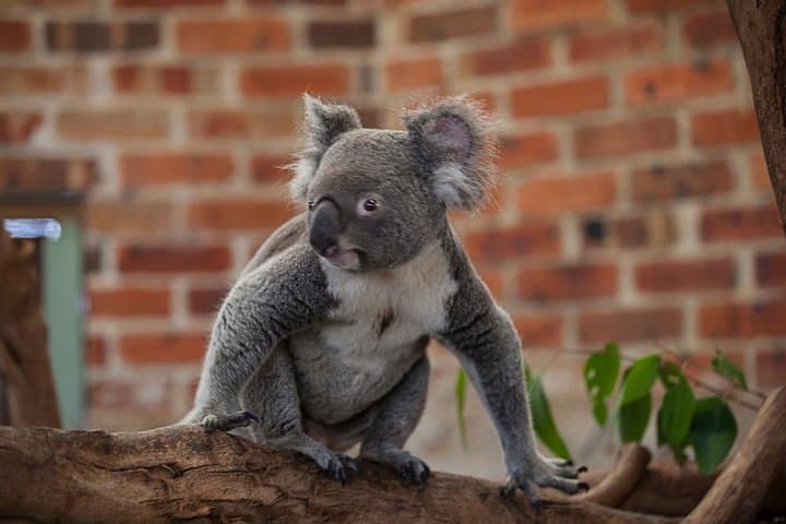 Blue Mountains Full-Day Wildlife, Three Sisters & Govetts Leap Hike from Sydney photo 2