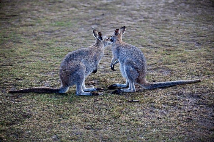 Blue Mountains Full-Day Wildlife, Three Sisters & Govetts Leap Hike from Sydney photo 3