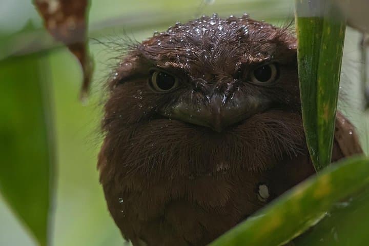 Sinharaja Rainforest Bird-Watching Tour — 2–4 hr Guided Trek for Endemics