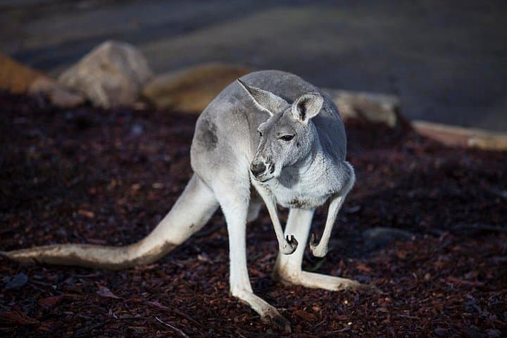 Blue Mountains Private Day Trip from Sydney — Three Sisters, Wildlife & Scenic Lookouts photo 3