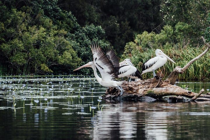 Noosa Everglades Afternoon Serenity Cruise with Sparkling Wine photo 6