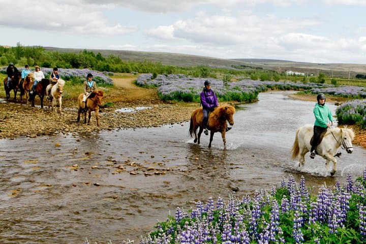 Icelandic Horse Riding Tour from Reykjavik — 3.5-Hour Trek on the Tölt-Ready Horse photo 2