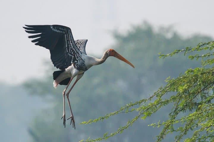 Sultanpur Bird Sanctuary Tour from Delhi — Migratory Birds & Blue Deer Walk photo 3