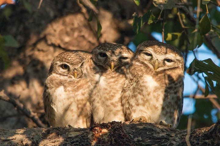 Sultanpur Bird Sanctuary Tour from Delhi — Migratory Birds & Blue Deer Walk photo 4