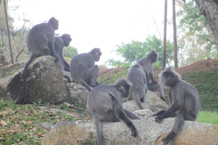 Batu Caves, Hot Spring & Fireflies Private Tour from Kuala Lumpur photo 3