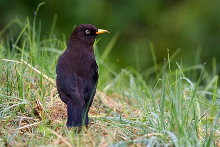 Explore Bogotá's Simón Bolívar: Lake Walks, Rock Music & Urban Wildlife photo 3