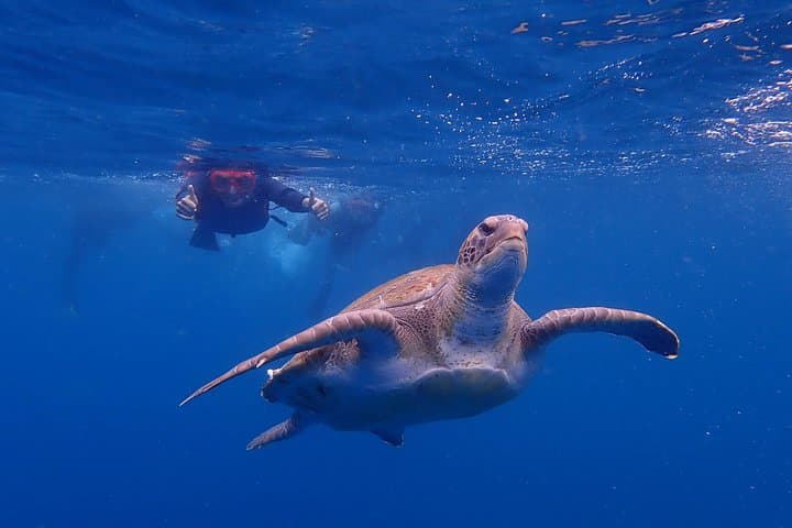 Tenerife Kayak & Snorkel with Dolphins and Turtles — Guaza Coast Adventure photo 4