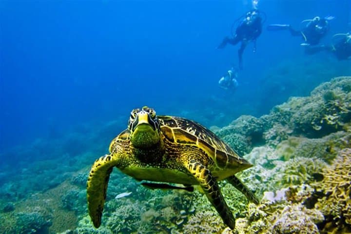 Private Boat Snorkel at Kisite Mpunguti Marine Park — Dolphins, Wasini & Shimoni Caves photo 4