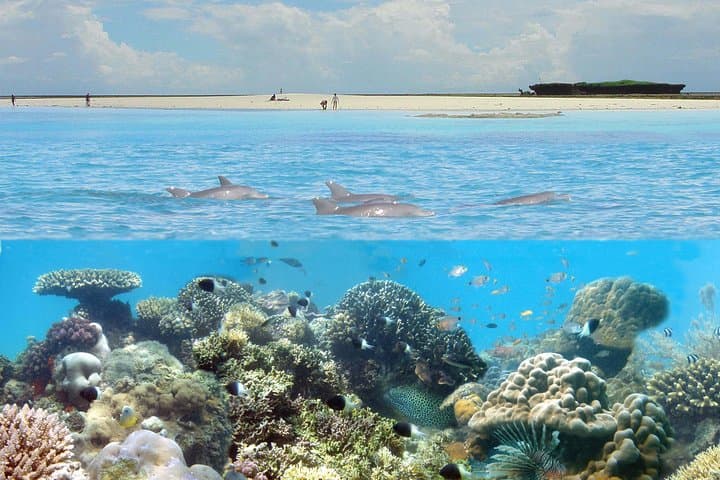 Private Boat Snorkel at Kisite Mpunguti Marine Park — Dolphins, Wasini & Shimoni Caves photo 5