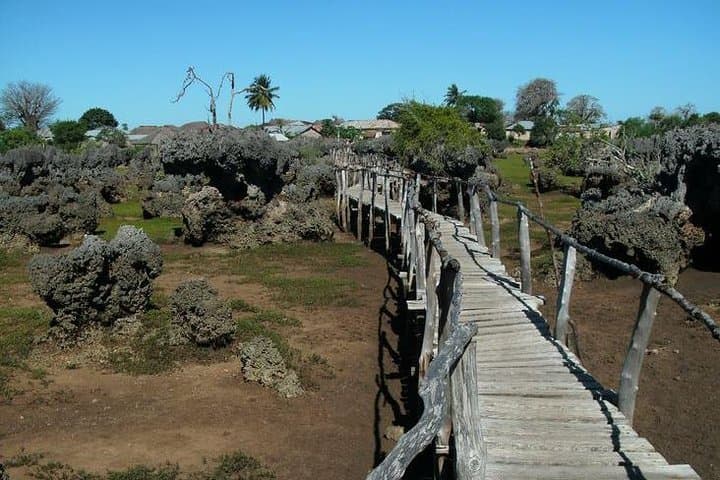 Private Boat Snorkel at Kisite Mpunguti Marine Park — Dolphins, Wasini & Shimoni Caves photo 6