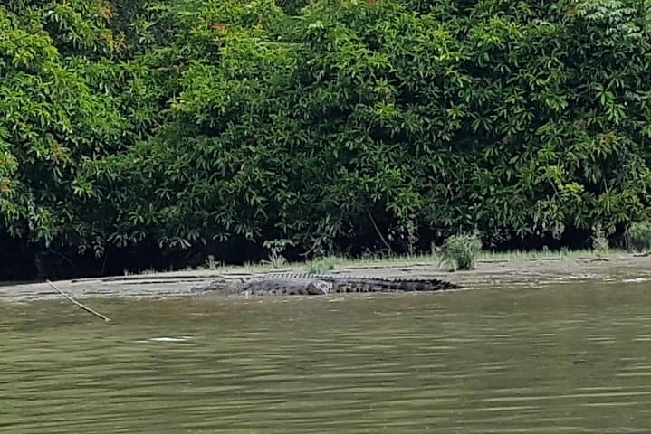 Bandar Highlights: Kampong Ayer, Mosques & Proboscis Monkey Private Tour in Brunei photo 3