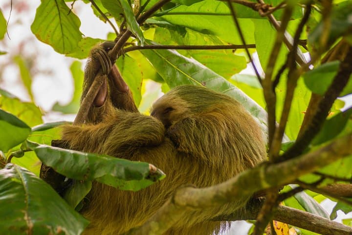 Sloth Watching Tour in La Fortuna — Up-Close Sloth Viewing & Conservation Walk