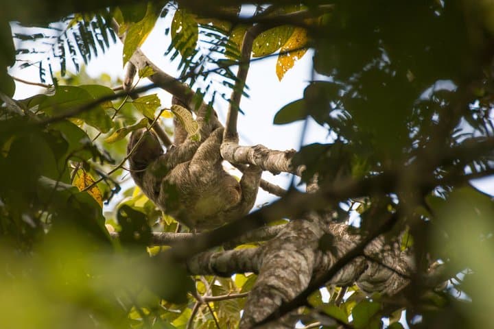 Sloth Watching Tour in La Fortuna — Up-Close Sloth Viewing & Conservation Walk photo 5