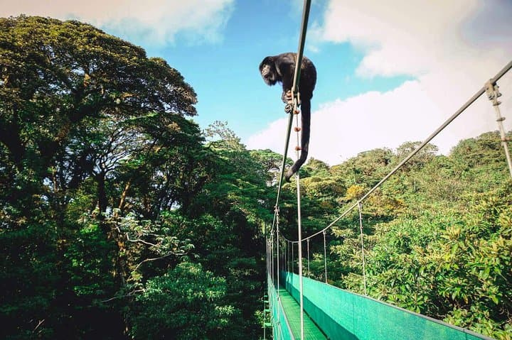 Sky Tram & Hanging Bridges: Monteverde Cloud Forest Day Trip from San José photo 6