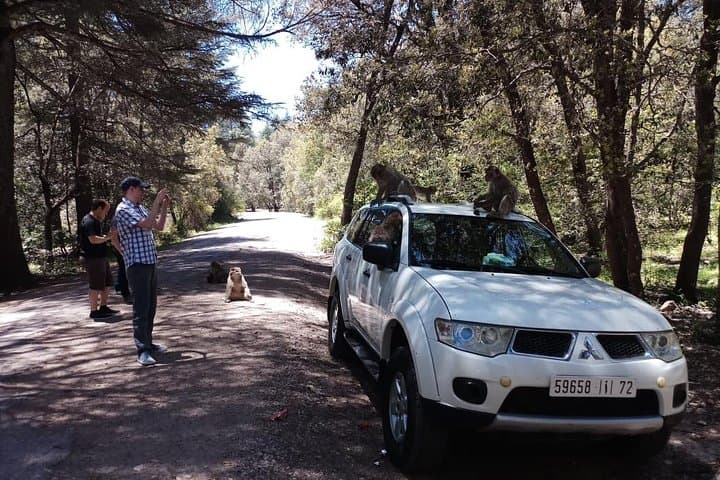 Fez to the Middle Atlas: Day Trip to Ifrane, Cedar Forests & Barbary Apes