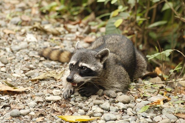 Samara Trails: Guided Hike Through Werner Sauter Biological Reserve photo 4