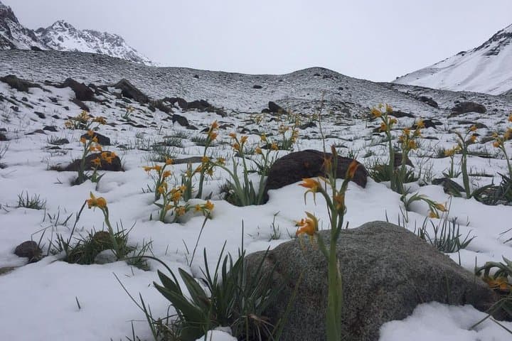 Snowshoeing in Cajón del Maipo: Full-Day Snowhike from Santiago photo 5