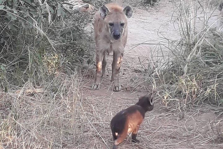 Kruger Full-Day Safari from Nelspruit: Big Five Game Drive photo 3