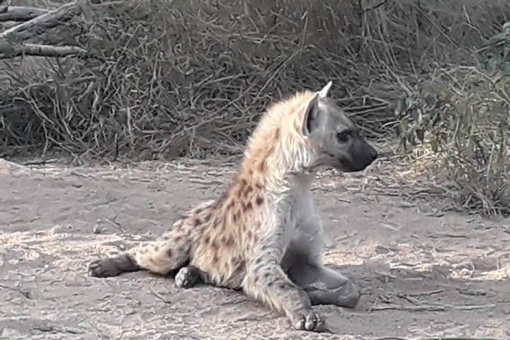 Kruger Full-Day Safari from Nelspruit: Big Five Game Drive photo 4