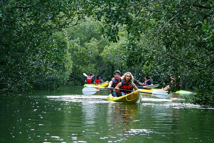 Bay of Islands Waterfall Kayak & Mangrove Explorer — Half-Day from Paihia photo 2