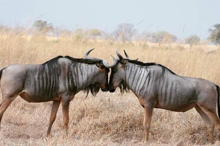 3‑Hour Air Safari to Mikumi National Park from Dar es Salaam photo 2