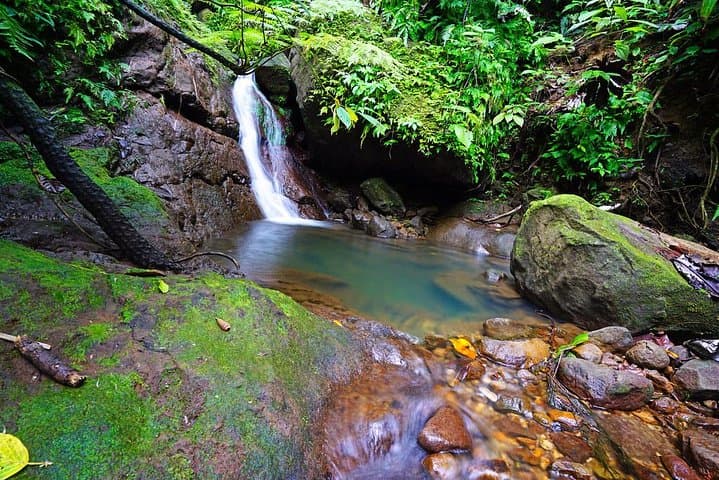 Wingfield Estate Rainforest Half-Day: Peter Manning Trail, Old Road (St Kitts)