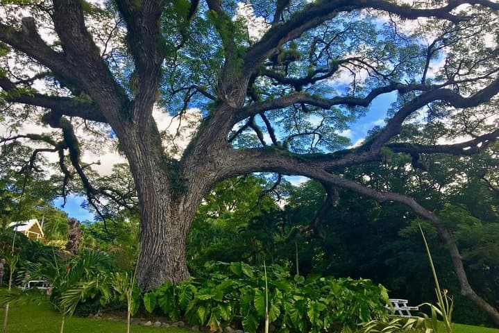 Wingfield Estate Rainforest Half-Day: Peter Manning Trail, Old Road (St Kitts) photo 4