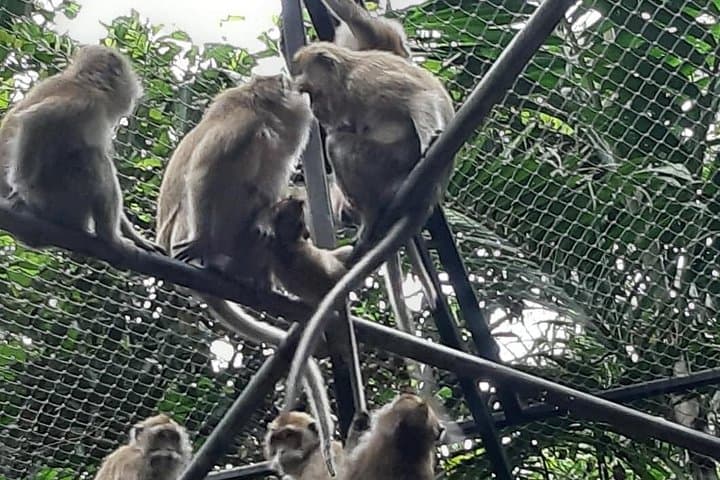 Wild Mauritius South Tour: Gris Gris, 23 Colored Earth & Telfair Garden Day Trip