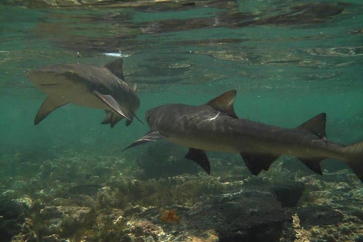 Shark Bay, Sal Island: Lemon Shark Watching from Santa Maria