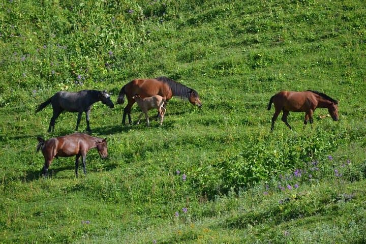 9-Day Northern Azerbaijan Tour: Baku, Qobustan, Sheki & Lahij