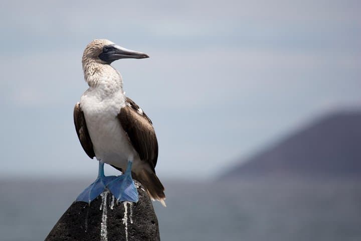 North Seymour Day Trip from Puerto Ayora: Snorkel with Sea Lions and Boobies photo 3