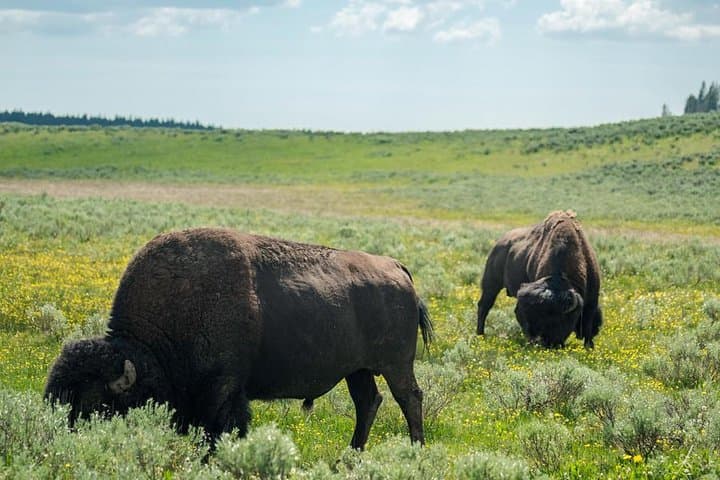 Full-Day Yellowstone Lower Loop Group Tour — Old Faithful, Grand Prismatic & Hayden Valley Wildlife photo 4