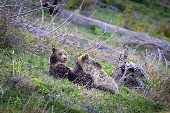 Private Sunset Wildlife Safari — Grand Teton at Golden Hour (Jackson Hole) photo 4