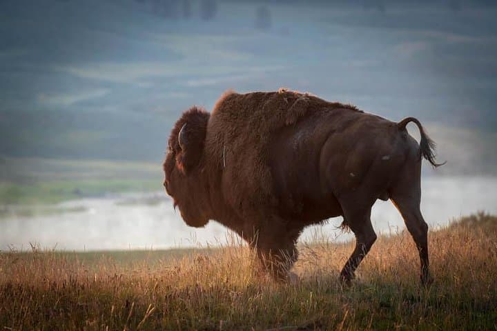 Private Sunset Wildlife Safari — Grand Teton at Golden Hour (Jackson Hole) photo 5