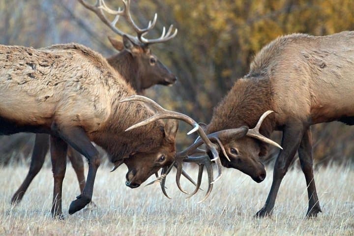 Sunrise Wildlife Safari in Grand Teton National Park — Half-Day Tour from Jackson photo 3