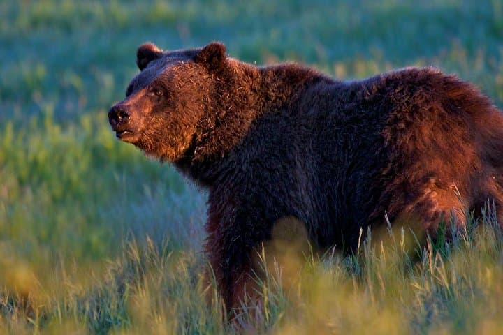 Sunrise Wildlife Safari in Grand Teton National Park — Half-Day Tour from Jackson photo 6