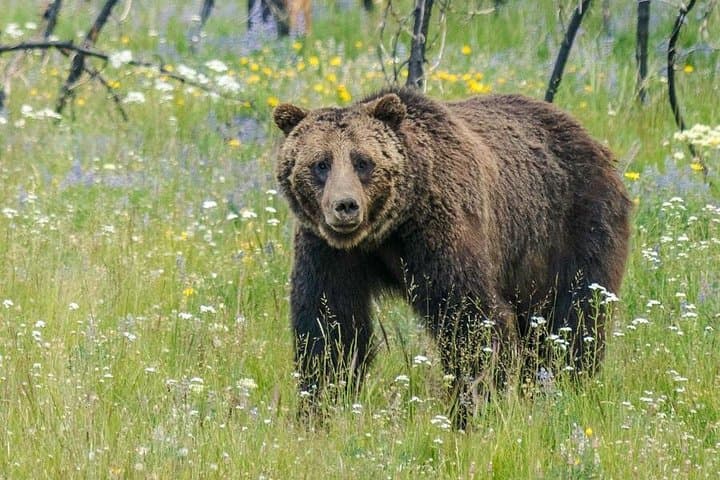 Half-Day Sunset Wildlife Safari in Grand Teton National Park photo 3