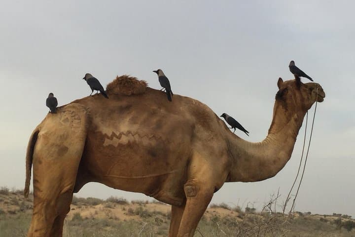 Bikaner Camel Breeding Farm & Junagarh Fort Tour — Camel Rides, Museum & Local Highlights photo 3