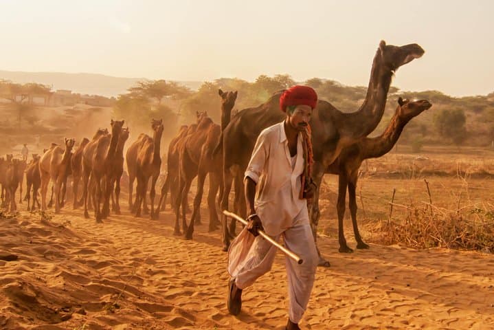 Bikaner Camel Breeding Farm & Junagarh Fort Tour — Camel Rides, Museum & Local Highlights photo 4