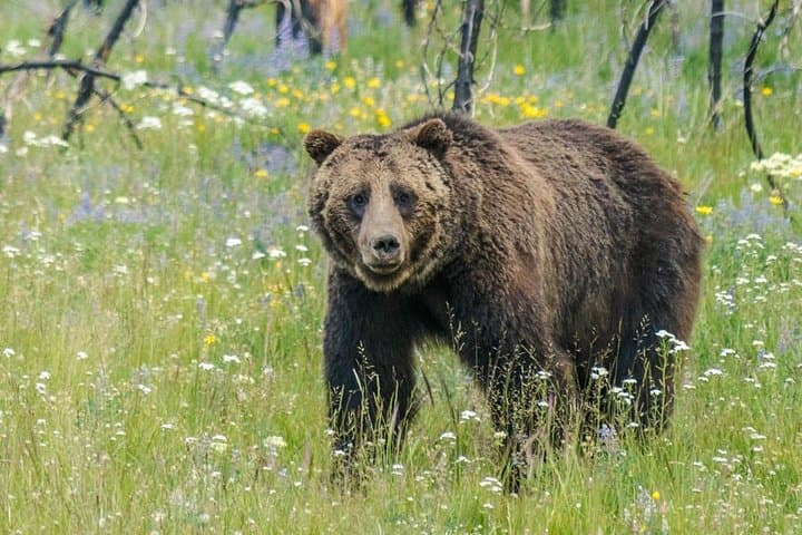 Yellowstone Private Tour — Full-Day Lower Loop: Old Faithful, Grand Prismatic & Wildlife