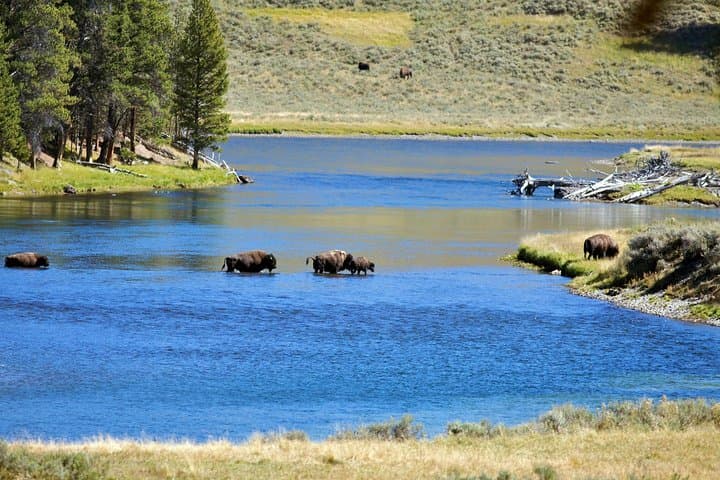 Yellowstone Private Tour — Full-Day Lower Loop: Old Faithful, Grand Prismatic & Wildlife photo 3