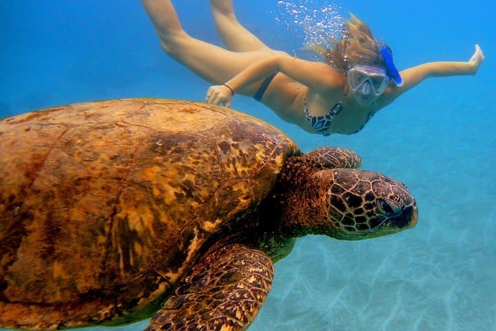 Afternoon Snorkel from Ka'anapali — West Maui Turtle and Reef Experience