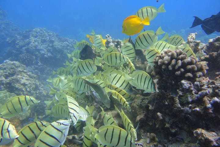 Afternoon Snorkel from Ka'anapali — West Maui Turtle and Reef Experience photo 3