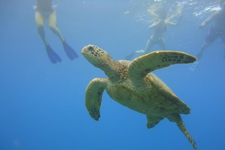Afternoon Snorkel from Ka'anapali — West Maui Turtle and Reef Experience photo 5