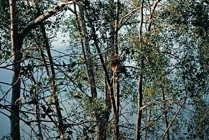 Sunset River Cruise to See Proboscis Monkeys and Fireflies from Kota Kinabalu photo 6