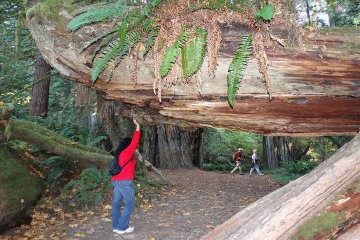 Avenue of the Giants: 2-Day Private Redwoods Tour with 1-Night Hotel photo 2